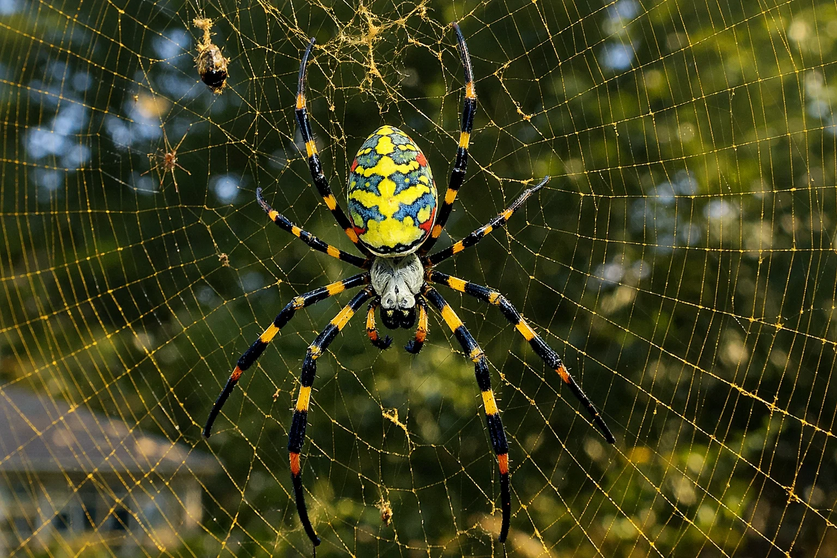 Joro Spider